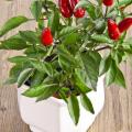 Hot Pepper Recipes